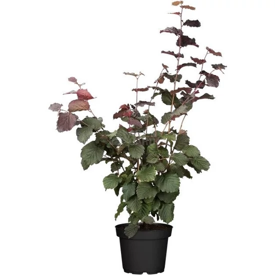 Corylus avellana 'Fuscorubra' / Vérmogyoró bokor