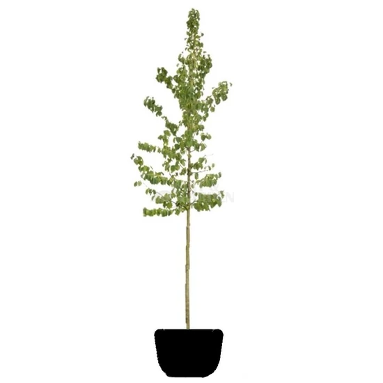 Corylus colurna / Törökmogyoró