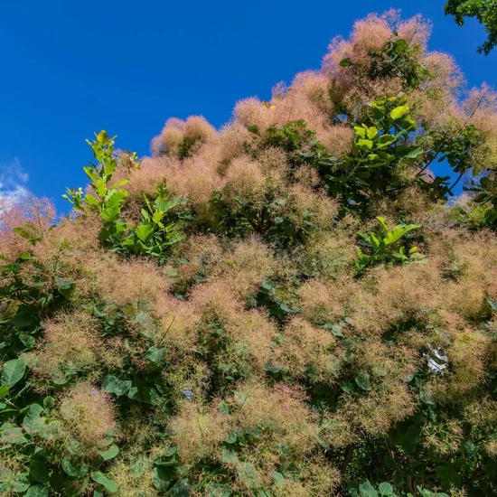Cotinus coggygria  / Cserszömörce fa