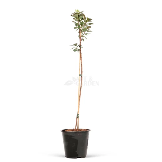 Cotinus coggygria  / Cserszömörce fa