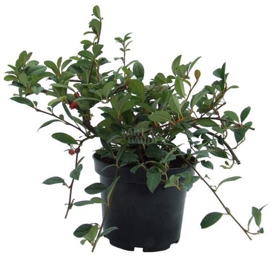 Cotoneaster x 'Bella' / Szőnyeg madárbirs
