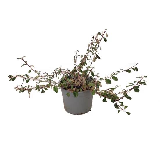 Cotoneaster dammerii 'Eichholz' / Madárbirs