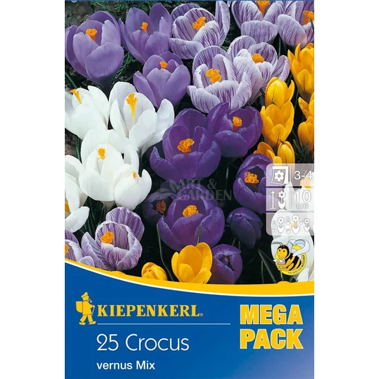Crocus 'Vernus Mix Mega Pack' / Nagyvirágú krókusz mix virághagyma