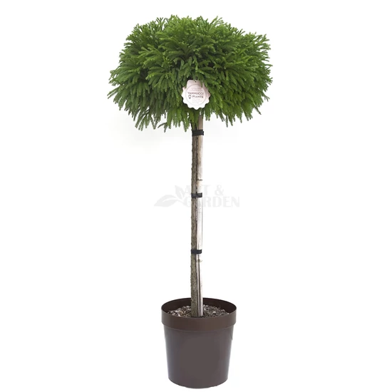 Cryptomeria japonica 'Globosa Nana' / Törpe gömb japáncédrus (Féltörzses)