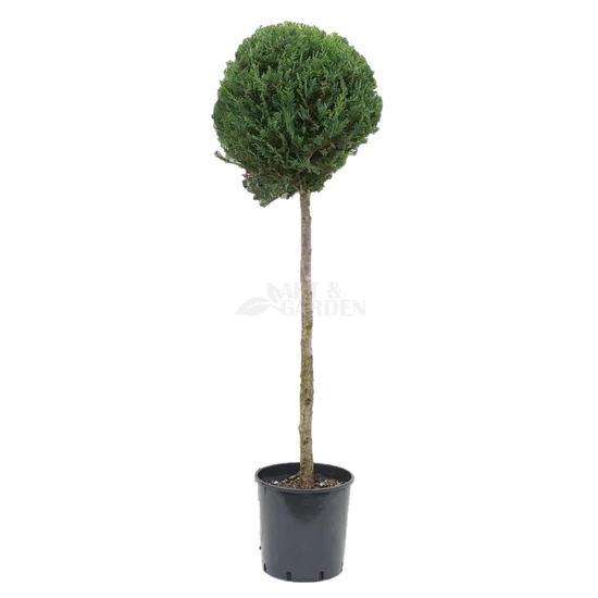 xCupressocyparis leylandii 'Pyramidalis' (nyírt, féltörzses) / Leylandi ciprus 1 labdás