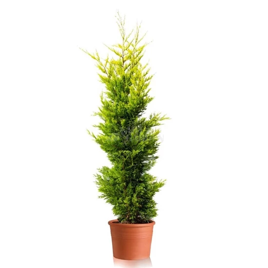 xCupressocyparis leylandii 'Gold Rider' / Aranylombú leyland-ciprus