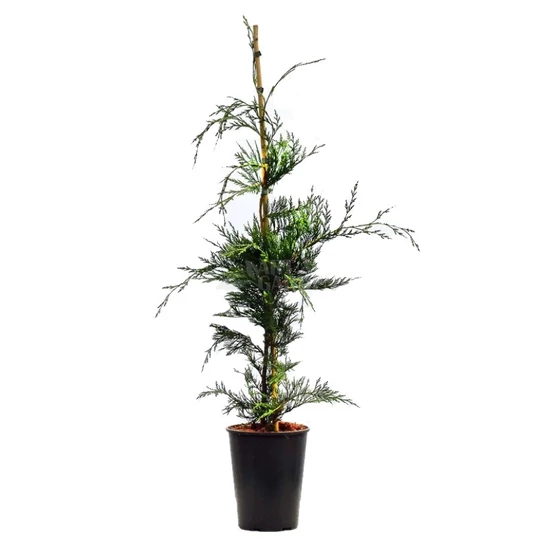 xCupressocyparis leylandii / Leylandi ciprus