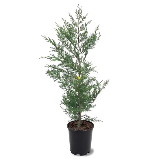 xCupressocyparis leylandii / Leylandi ciprus