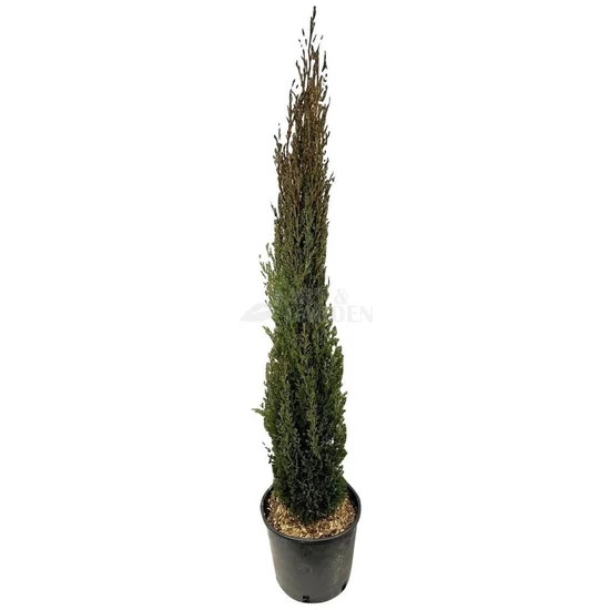 Cupressus sempervirens 'Totem' / Oszlopos európai ciprus