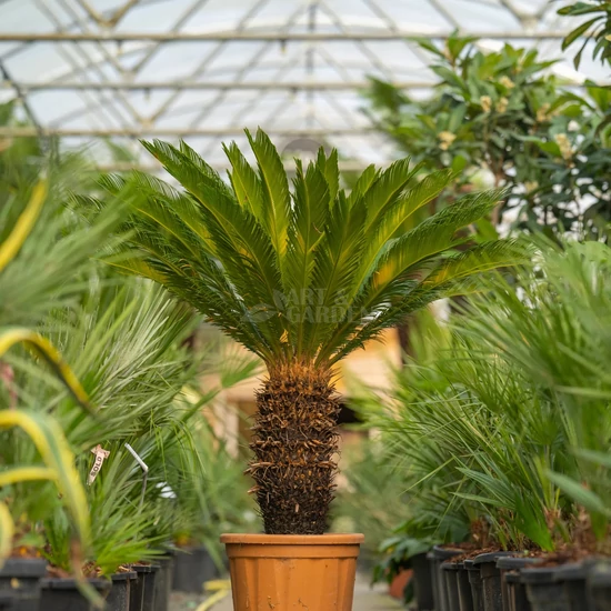Cycas revoluta / Japán cikász pálma