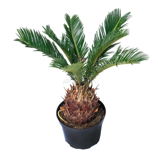 Cycas revoluta / Japán cikász pálma