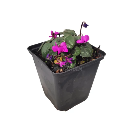 Cyclamen coum 'Cyberia Dark Rose' / Kereklevelű ciklámen
