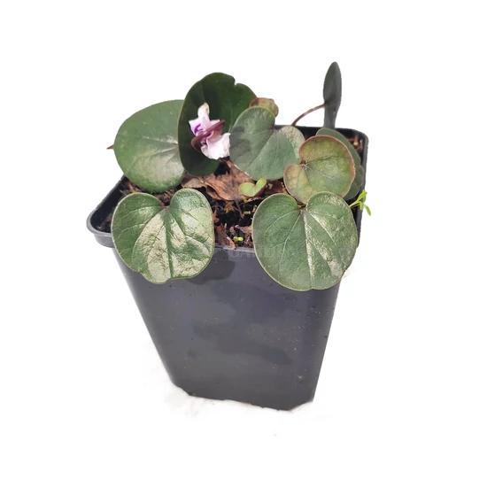 Cyclamen coum 'Cyberia White' / Kereklevelű ciklámen