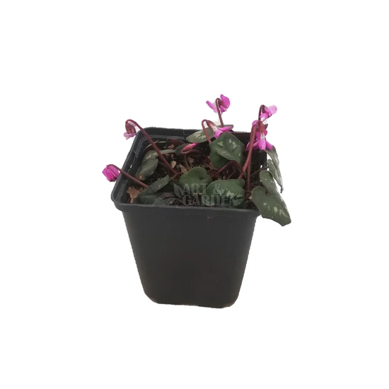 Cyclamen coum / Kereklevelű ciklámen