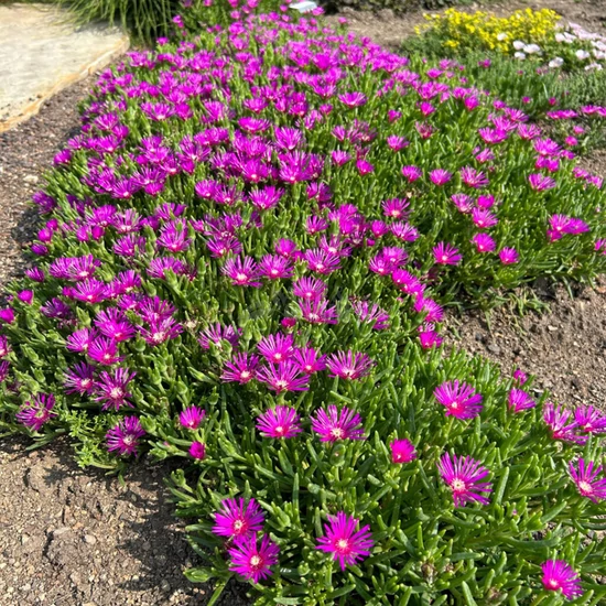 Delosperma cooperi 'Delmara Fuchsia' / Délvirág, kristályvirág