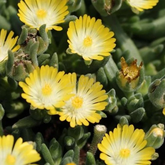 Delosperma cooperi 'Ice Cream Yellow' / Sárga virágszínű kristályvirág