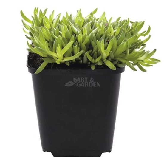 Delosperma cooperi 'Ice Cream Yellow' / Sárga virágszínű kristályvirág