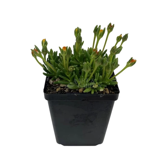 Delosperma hybrida 'Wheels of Wonder' / Délvirág, kristályvirág