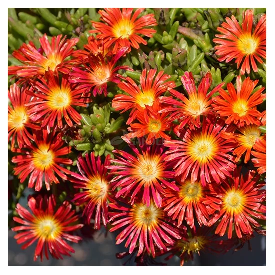 Delosperma hybrida 'Wheels of Wonder - Fire Wonder' / Délvirág, kristályvirág