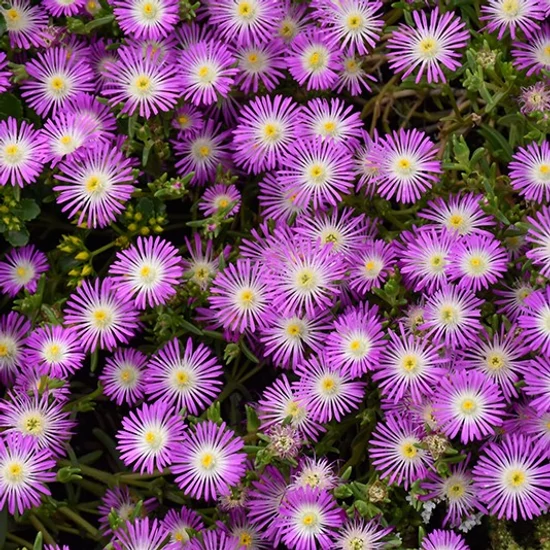 Delosperma hybrida 'Wheels of Wonder - Purple Wonder' / Délvirág, kristályvirág