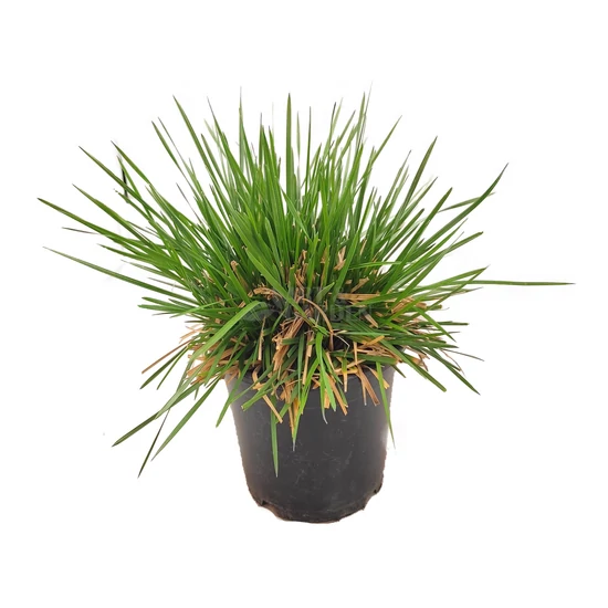 Deschampsia cespitosa 'Goldtau' / Gyepes sédbúza