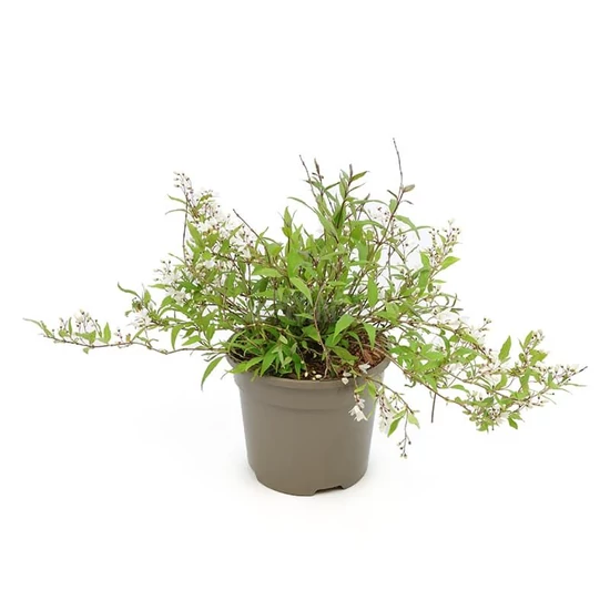 Deutzia gracilis / Karcsú gyöngyvirágcserje