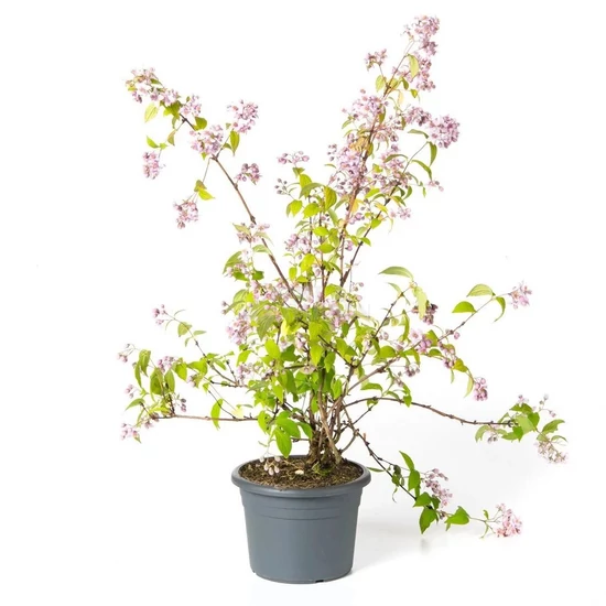 Deutzia x hybrida 'Tourbillon Rouge' / Sötétrózsaszín virágszínű gyöngyvirágcserje