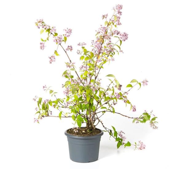 Deutzia x hybrida 'Tourbillon Rouge' / Sötétrózsaszín gyöngyvirágcserje