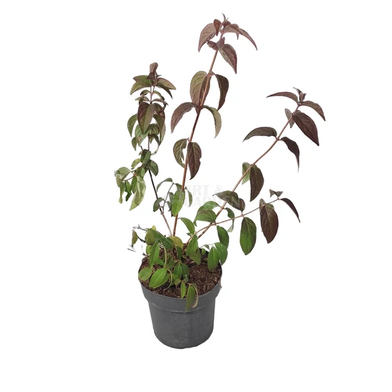 Deutzia x hybrida 'Strawberry Fields' / Sötétrózsaszín virágszínű gyöngyvirágcserje