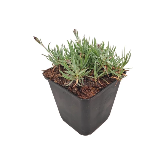 Dianthus gratianopolitanus 'Badenia' / Pünkösdi szegfű