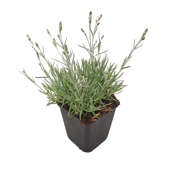 Dianthus gratianopolitanus 'Blauigel' / Pünkösdi szegfű