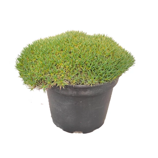Dianthus erinaceus / Sündisznó szegfű