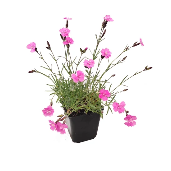 Dianthus gratianopolitanus 'Eydangeri' / Pünkösdi szegfű