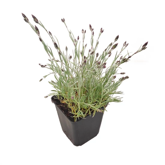 Dianthus gratianopolitanus 'Feuerhexe' / Pünkösdi szegfű