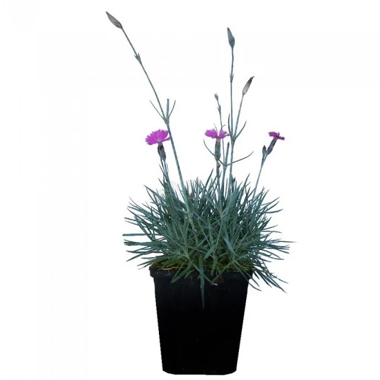 Dianthus gratianopolitanus / Pünkösdi szegfű