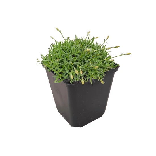 Dianthus gratianopolitanus 'La Bourboule Alba' / Pünkösdi szegfű