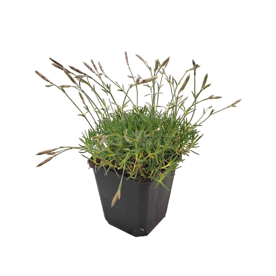 Dianthus arenarius 'Little Maiden' / Törpe homoki szegfű
