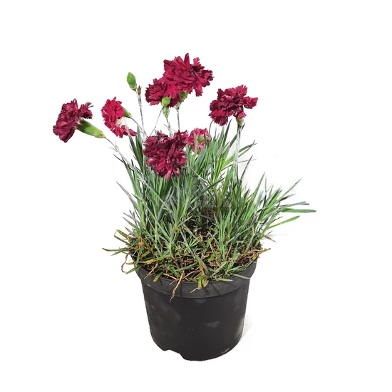 Dianthus plumarius 'Heidi' / Tollas szegfű