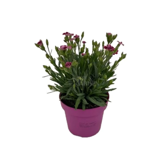 Dianthus plumarius 'Pink Kisses' / Rózsaszín évelő szegfű