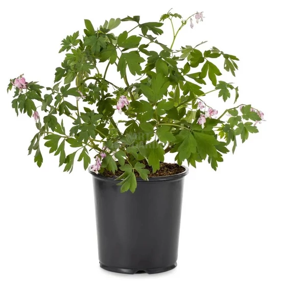 Dicentra spectabilis 'Alba' / Fehér virágú nagy szívvirág