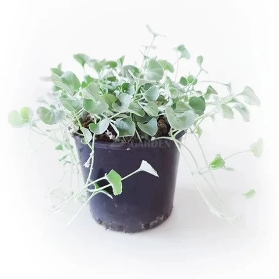 Dichondra argentea / Ezüstös pázsitszulák