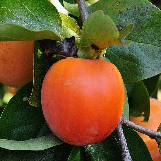 Diospyros khaki 'Tipo' / Datolyaszilva fa