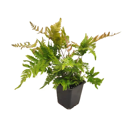 Dryopteris erythrosora / Vörösfátyol páfrány