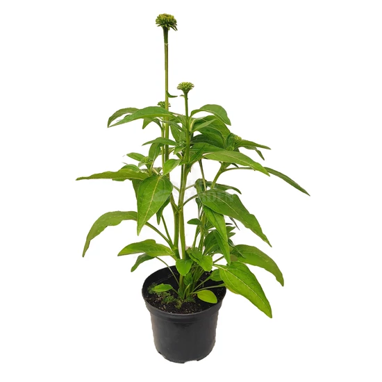 Echinacea purpurea 'Lakota Yellow' / Bíbor kasvirág