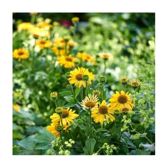 Echinacea 'Moodz® Amaze' / Kasvirág
