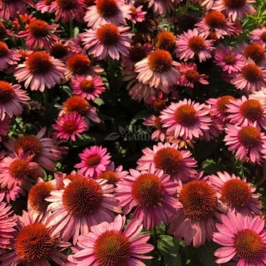 Echinacea 'Moodz® Satisfy' / Kasvirág