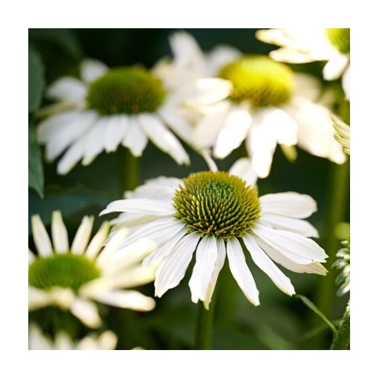 Echinacea 'Moodz® Serenity' / Kasvirág