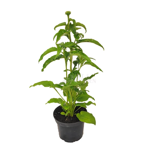 Echinacea purpurea 'PowWow White' / Bíbor kasvirág