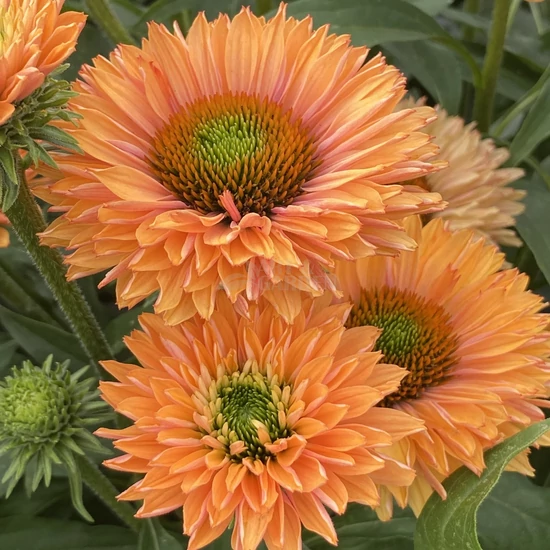 Echinacea 'Sunseekers Pumpkin Pie' / Kasvirág