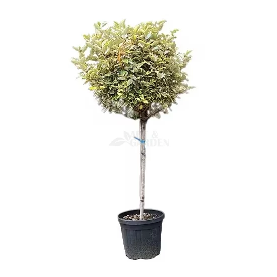 Elaeagnus ebbingei 'Eleador' - 'Limelight' (1/2 törzses) / Sárga - tarka levelű ezüstfa